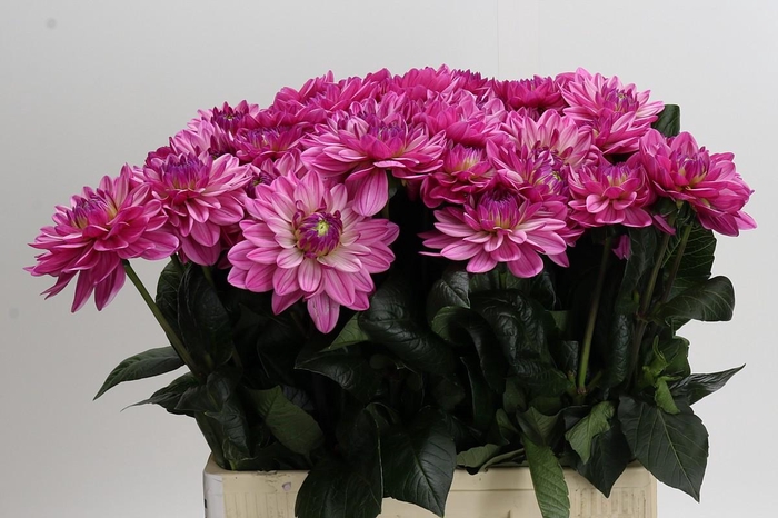 <h4>Dahlia Annamarie</h4>
