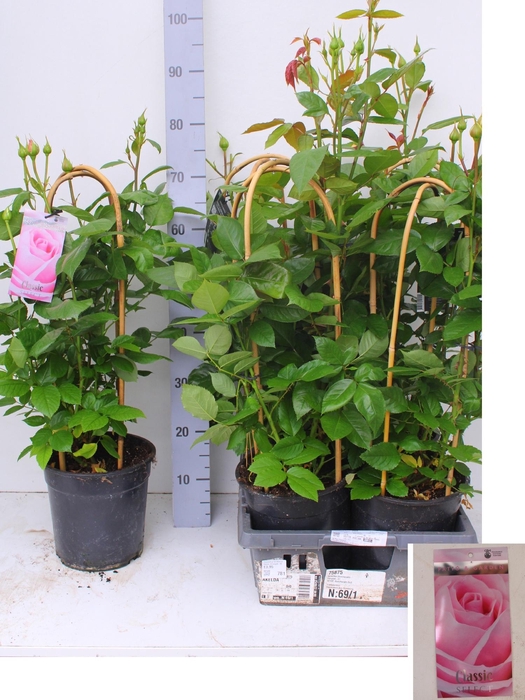 <h4>ROSA FL CLAS SELECT</h4>