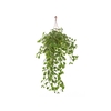PEPEROMIA SCANDENS VERDE C21 MIN 100 CM PENDENTE
