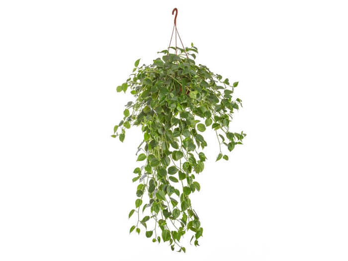 PEPEROMIA SCANDENS VERDE C21 MIN 100 CM PENDENTE