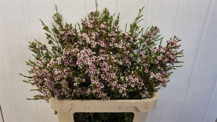 <h4>Chamelaucium Niki</h4>