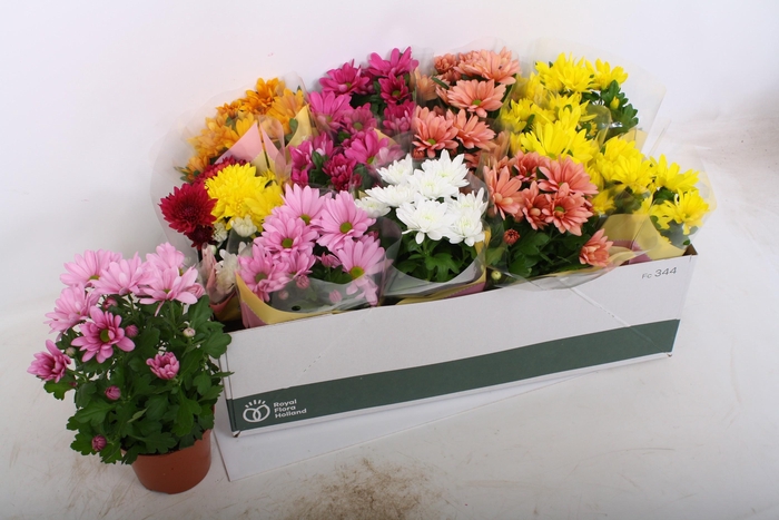 <h4>CHRYS GEM 7 KL</h4>