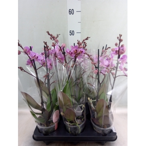 Phalaenopsis multi. 'Ant Santiago'
