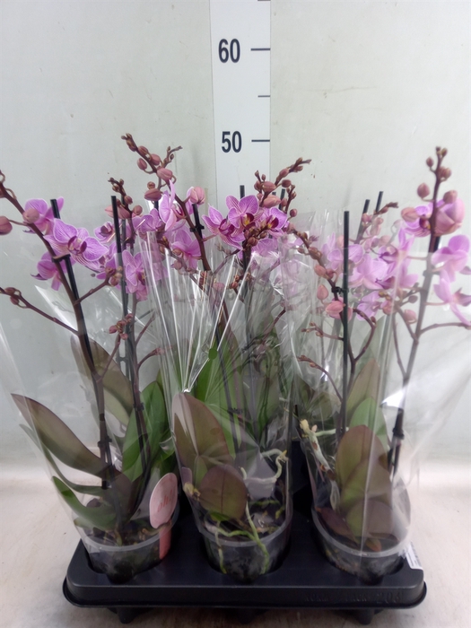 <h4>Phalaenopsis multi. 'Ant Santiago'</h4>