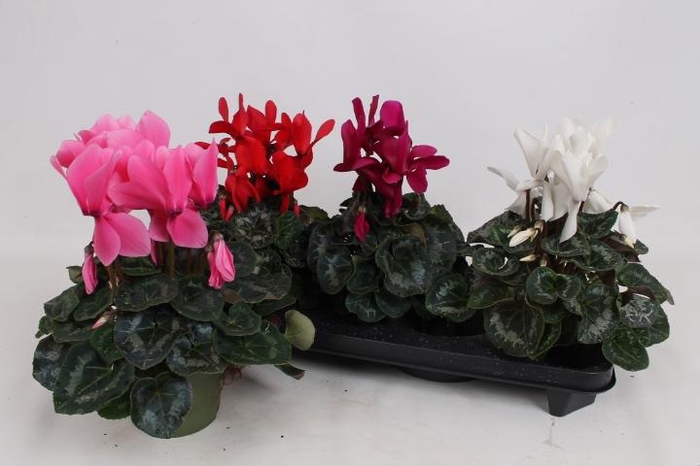 <h4>CYCL GR SUP MAMMOTH</h4>