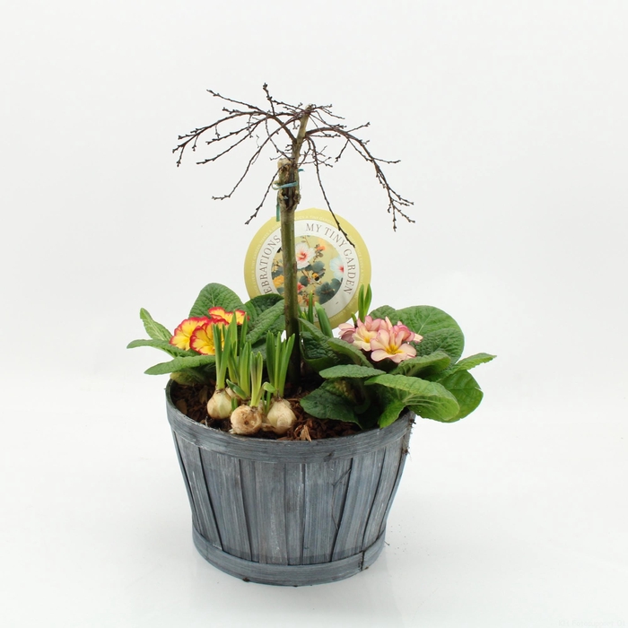 <h4>MTG-SA-02 My Tiny Garden Salix</h4>