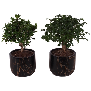 Bonsai Indoor Mix Ø12cm Ball Shape in Ø14cm Ceramic PL469