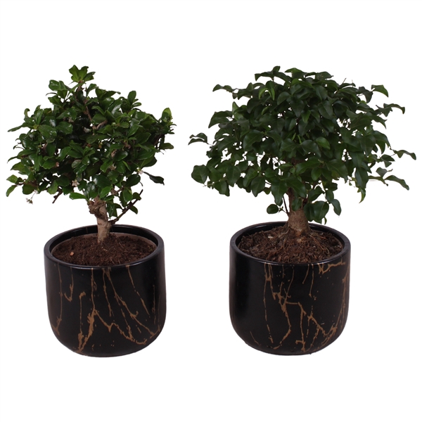 <h4>Bonsai Indoor Mix Ø12cm Ball Shape in Ø14cm Ceramic PL469</h4>