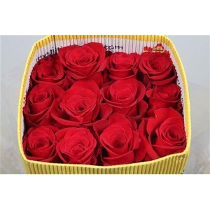 Rosa GR 'Freedom'