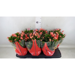 Schlumbergera   ...