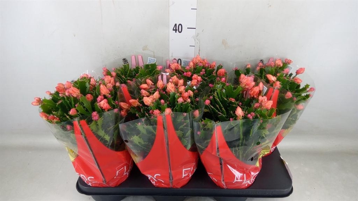 <h4>Schlumbergera ...</h4>