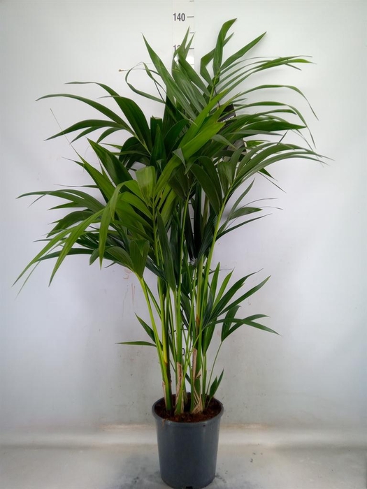 <h4>Howea forsteriana</h4>