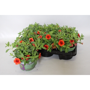Calibrachoa Orange