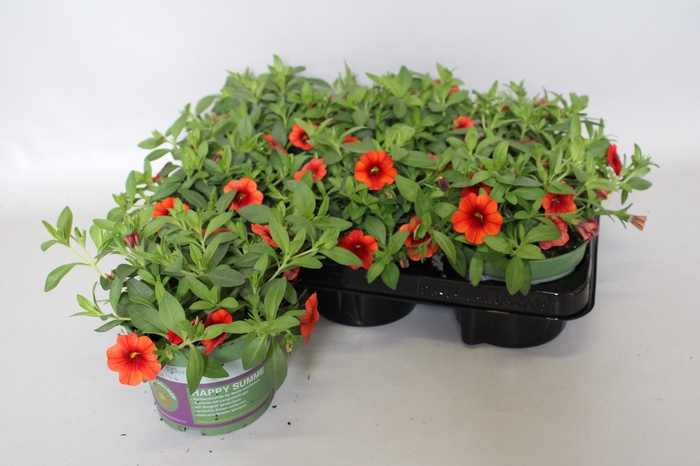 <h4>Calibrachoa Orange</h4>
