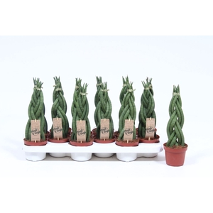 Sansevieria Cylindrica