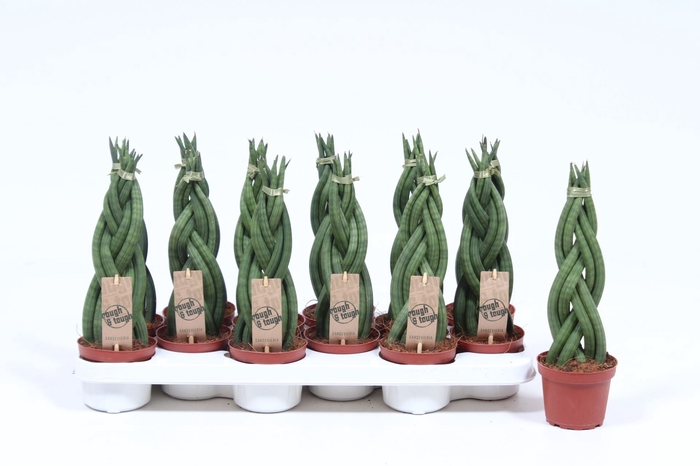<h4>Sansevieria Cylindrica</h4>