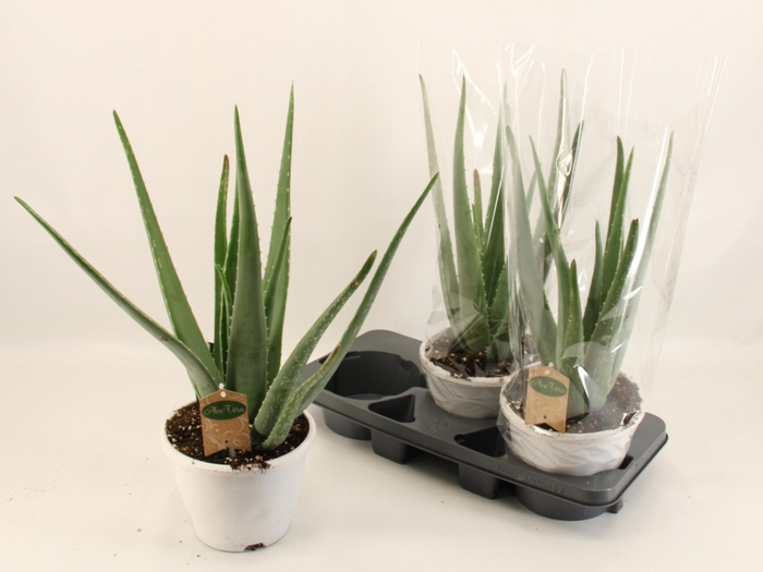 <h4>ALOE VERA</h4>