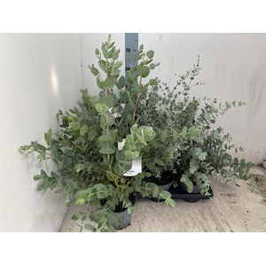 EUCALYPTUS