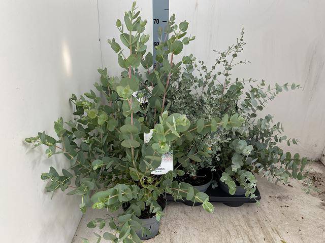 <h4>EUCALYPTUS</h4>