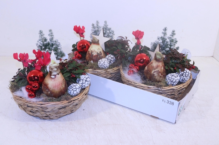 <h4>ARR HIPPEASTRUM</h4>