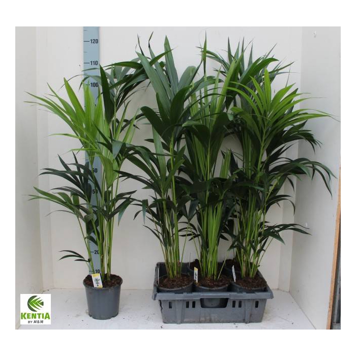 <h4>Howea forsteriana 17Ø 100cm 4pp</h4>