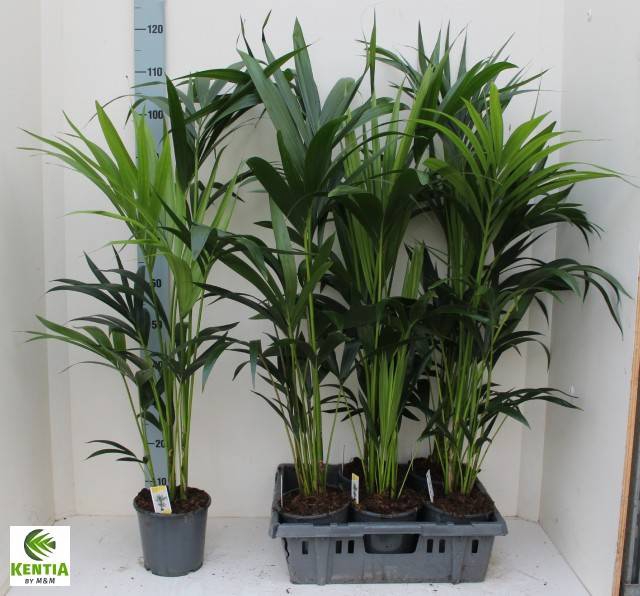 Howea forsteriana 17Ø 100cm 4pp