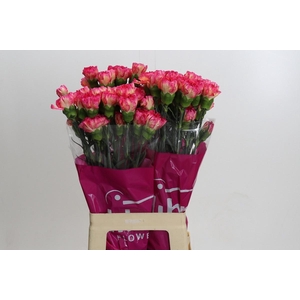 DIANTHUS ST SPRITZ*