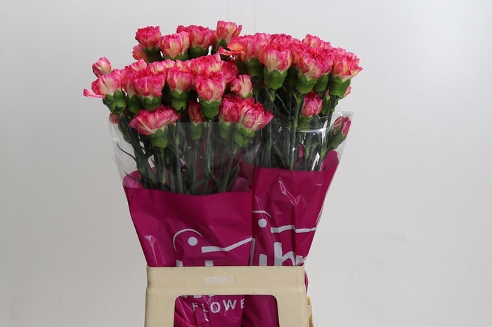 <h4>DIANTHUS ST SPRITZ*</h4>
