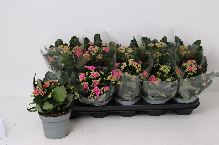 <h4>KAL GE LENA</h4>