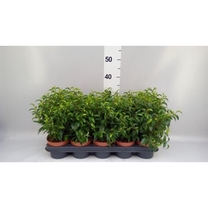 Ficus benja. 'Natasja'