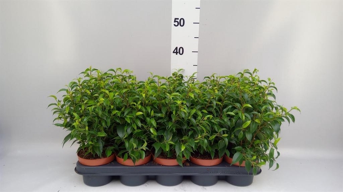 <h4>Ficus benja. 'Natasja'</h4>