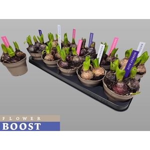 HYACIN PEAR GEM 4 KL