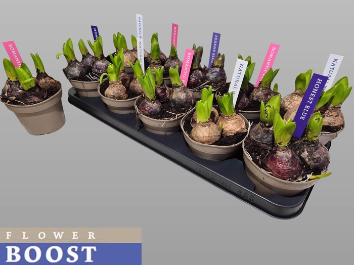 <h4>HYACIN PEAR GEM 4 KL</h4>