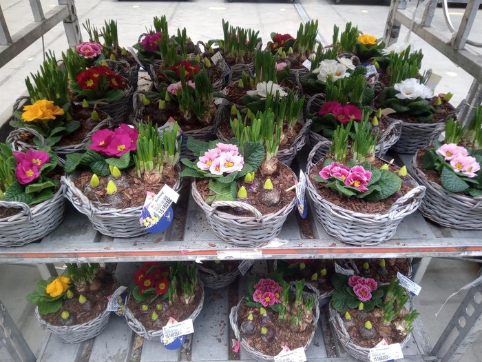 <h4>Arr.   Bol/Knolgewas L%</h4>