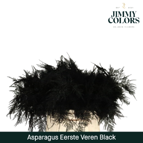 <h4>Asparagus 1ste Black</h4>