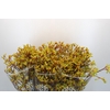 Kangaroo Paw Gold Fever Indoor