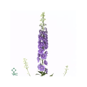 Delph Elatum Aurora Lavender