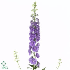 <h4>Delph Elatum Aurora Lavender</h4>