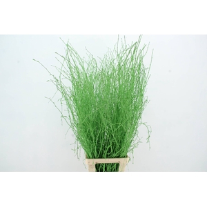 Betula Bs Apple Green FST