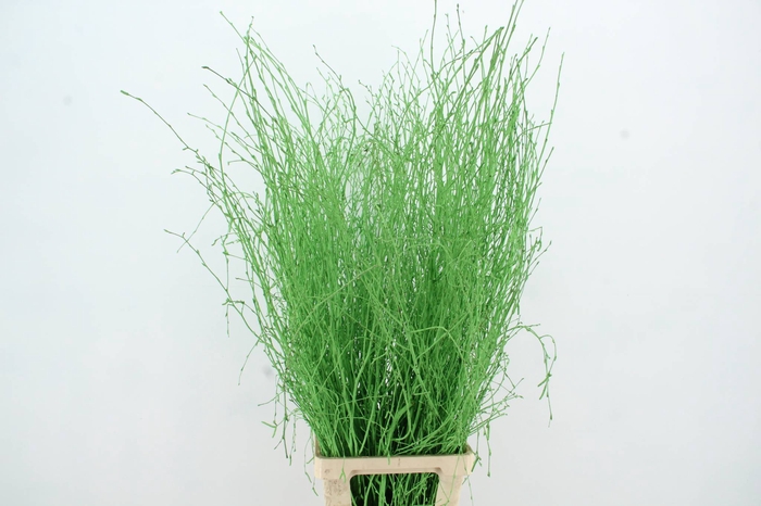 <h4>Betula Bs Apple Green FST</h4>