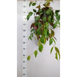 Aeschynanthus marmoratus