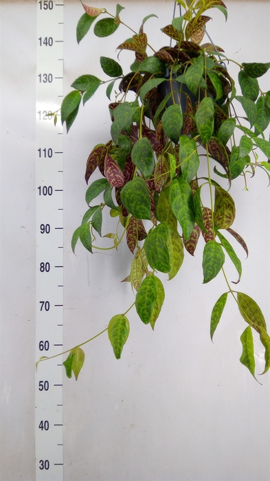 <h4>Aeschynanthus marmoratus</h4>