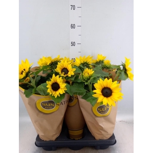 Helianthus an. 'Sunsation'