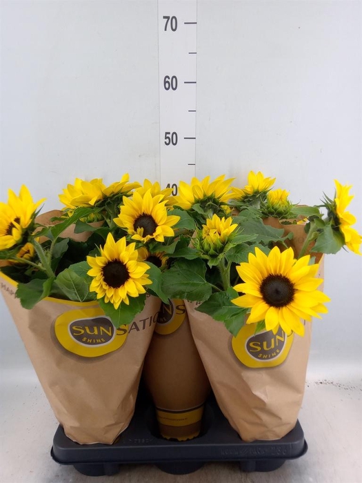 <h4>Helianthus an. 'Sunsation'</h4>