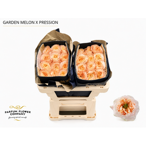 Rosa Garden Melon Xpression