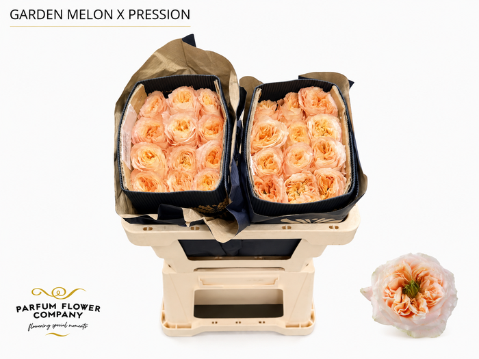 <h4>Rosa Garden Melon Xpression</h4>