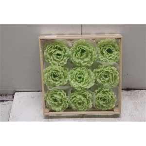 Wax Pioen Gr Groen