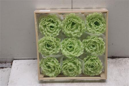 <h4>Wax Pioen Gr Groen</h4>