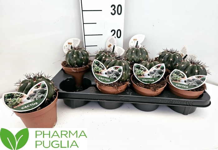 <h4>FEROCACTUS HAMATACAN</h4>