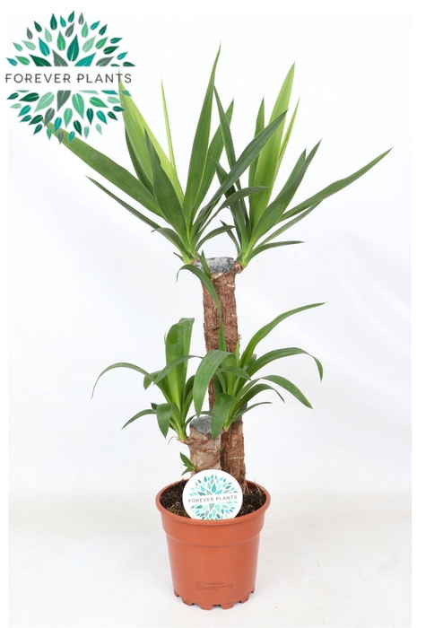 <h4>Yucca</h4>